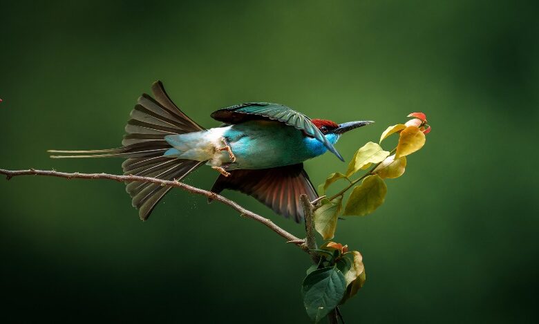 Beautiful Birds